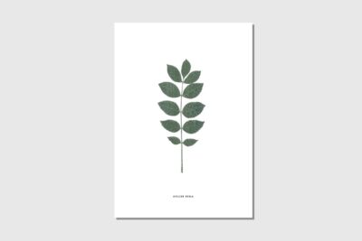 Poster A4 Esche weiss grün