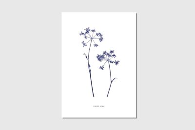 Poster A4 Kerbel Duo weiss blau